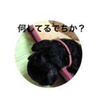 バニバニクータン 2（個別スタンプ：17）