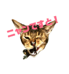 ライフとメルのゆるゆるスタンプ（個別スタンプ：1）