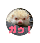 ライフとメルのゆるゆるスタンプ（個別スタンプ：4）