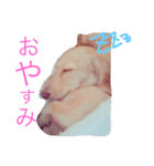 人見知りランちゃん（個別スタンプ：3）