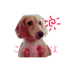 人見知りランちゃん（個別スタンプ：8）