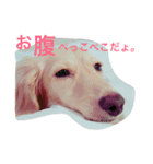 人見知りランちゃん（個別スタンプ：9）