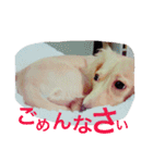 人見知りランちゃん（個別スタンプ：10）