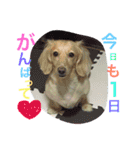 人見知りランちゃん（個別スタンプ：15）