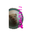 アルビノ  フェレット（個別スタンプ：1）