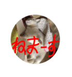 アルビノ  フェレット（個別スタンプ：3）