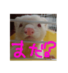 アルビノ  フェレット（個別スタンプ：4）