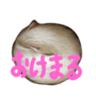 アルビノ  フェレット（個別スタンプ：7）