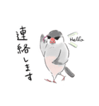 文鳥キブン ～日常編～（個別スタンプ：5）