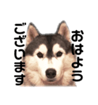 ハスキー犬 サキ2（個別スタンプ：7）