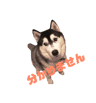 ハスキー犬 サキ2（個別スタンプ：8）