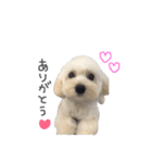 あんずさん。（個別スタンプ：1）