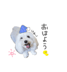 あんずさん。（個別スタンプ：3）
