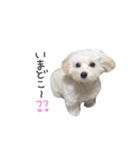 あんずさん。（個別スタンプ：11）