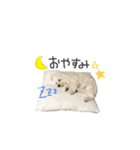 あんずさん。（個別スタンプ：16）