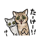 ネコ2匹とミュージシャンの生活（個別スタンプ：21）
