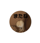 ハムスターきすけ（個別スタンプ：3）