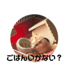 ハムスターきすけ（個別スタンプ：5）