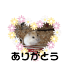 ハムスターきすけ（個別スタンプ：8）