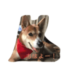ネネとすだれ（個別スタンプ：3）