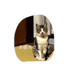 ネネとすだれ（個別スタンプ：7）
