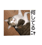 デカ猫クゥさんとワンコのアリちゃん（個別スタンプ：1）