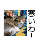 デカ猫クゥさんとワンコのアリちゃん（個別スタンプ：3）