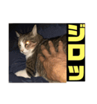 デカ猫クゥさんとワンコのアリちゃん（個別スタンプ：4）