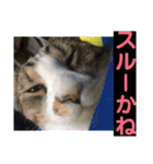 デカ猫クゥさんとワンコのアリちゃん（個別スタンプ：5）
