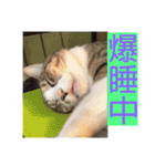 デカ猫クゥさんとワンコのアリちゃん（個別スタンプ：6）
