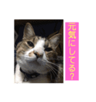 デカ猫クゥさんとワンコのアリちゃん（個別スタンプ：7）