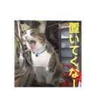 デカ猫クゥさんとワンコのアリちゃん（個別スタンプ：8）