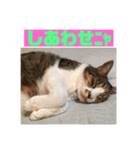 デカ猫クゥさんとワンコのアリちゃん（個別スタンプ：9）