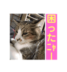 デカ猫クゥさんとワンコのアリちゃん（個別スタンプ：10）