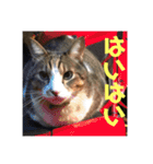 デカ猫クゥさんとワンコのアリちゃん（個別スタンプ：11）