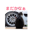 デカ猫クゥさんとワンコのアリちゃん（個別スタンプ：13）