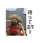デカ猫クゥさんとワンコのアリちゃん（個別スタンプ：15）