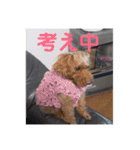 デカ猫クゥさんとワンコのアリちゃん（個別スタンプ：16）