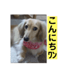 デカ猫クゥさんとワンコのアリちゃん（個別スタンプ：17）