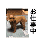 デカ猫クゥさんとワンコのアリちゃん（個別スタンプ：19）