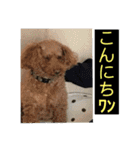 デカ猫クゥさんとワンコのアリちゃん（個別スタンプ：21）