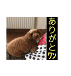 デカ猫クゥさんとワンコのアリちゃん（個別スタンプ：22）