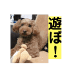 デカ猫クゥさんとワンコのアリちゃん（個別スタンプ：24）