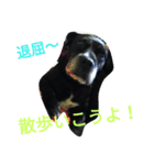 大畑マーキュリー♀（個別スタンプ：5）