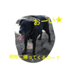 大畑マーキュリー♀（個別スタンプ：8）