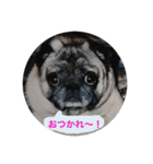 愛おしいわたしのパグちゃん♡（個別スタンプ：5）