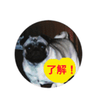 愛おしいわたしのパグちゃん♡（個別スタンプ：11）