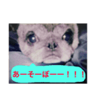 愛おしいわたしのパグちゃん♡（個別スタンプ：13）