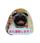 愛おしいわたしのパグちゃん♡（個別スタンプ：17）