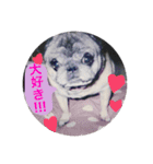 愛おしいわたしのパグちゃん♡（個別スタンプ：22）